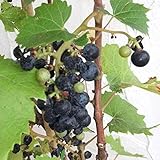 ヤマブドウ（山葡萄・山ぶどう）メス木（メス）大実接木苗4～5号ポット[大実種。ジュースやワインに]