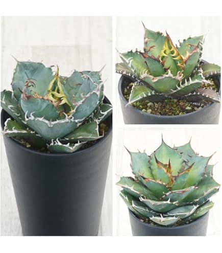 Amazon.co.jp: 四国ガーデン アガベ・オテロイ(チタノタ・グリーン）2