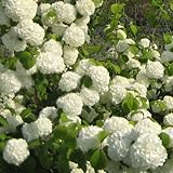 ビバーナム 苗木 スノーボール 13.5cmポット苗 3年生苗 ビバーナム 苗