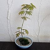 盆栽セット：モミジ黄 ノーブランド品