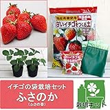 イチゴの袋栽培セット：ベルポットとイチゴ苗／ふさのか（ふさの香）[きはる×とちおとめのおいしい品種] ノーブランド品