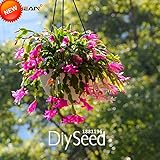 ベストセラー！Zygocactus Truncatusシャコバサボテン種子屋内鉢植えの花緑の植物の種子100個、＃8KRIL4