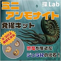 Amazon | 【恐竜が生きたジュラ紀の化石】ミニアンモナイト発掘