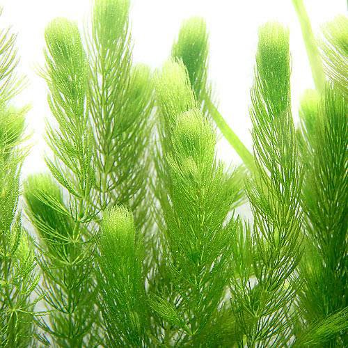 (Plantas aquáticas) Domestic não-pesticida matsumo (10) Limitado Honshu e Shikoku [biológico]