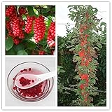 100 pcs schisandra Seeds, tree fruit bonasi tree for DIY Home Garden Plant Chinese Magnolia Vine Edi