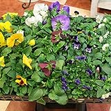 〔エルフルール〕パンジー&ビオラ 花苗 half&half 16個ケース販売 10.5cmポット