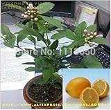 HERMETIC梱包送料無料50レモンの木の種子*屋内屋外AVAILABLE *家宝フルーツSEEDSレモンの種子