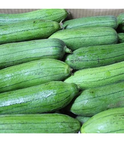 Amazon.co.jp: 糸瓜（へちま）5キロ 沖縄県産 : 食品・飲料・お酒
