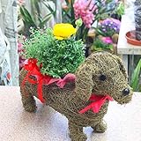 犬のダックスと季節の花鉢　（ヘリクリサムとラナンキュラス）寄せ鉢ギフト 誕生日やお祝いに花のプレゼント