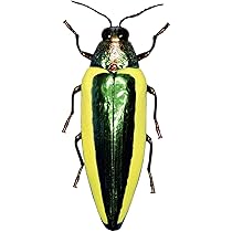 61osIGRhJdL._AC_UL210_SR210,