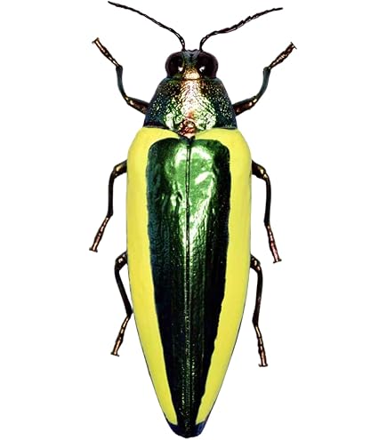 Amazon.co.jp: Yujin 原色昆虫類甲虫図鑑 株主優待品 限定品 佐賀産