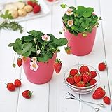 ピンクの花咲くストロベリー栽培セット【栽培キット/1個】淡いピンクの花を咲かせるF1の四季なりイチゴ！可愛らしい花が次々に咲き、観賞用として楽しめる期間が長いのが特長です！日当たりの良い室内でも栽培可能！プレゼントにも！簡単野菜栽培セット！ハート型の