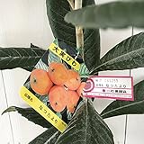 ビワ 苗木 なつたより (PVP) 12cmポット苗 びわ 苗 枇杷