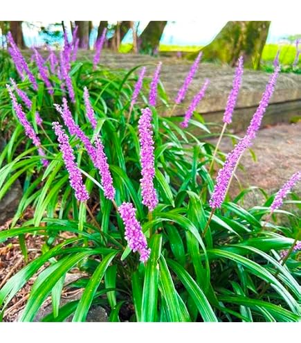 ヤブラン 花 苗 宿根草 多年草 Amazon.co.jp: ヤブラン 花 苗 宿根草 多年草 : DIY・工具・ガーデン