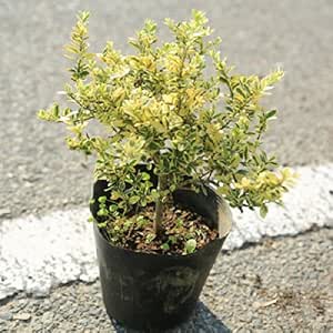 Amazon Co Jp 鮮やかな葉で花がなくても存在感抜群です 庭木 イヌツゲ ツゲ ゴールデンジェム Diy 工具 ガーデン