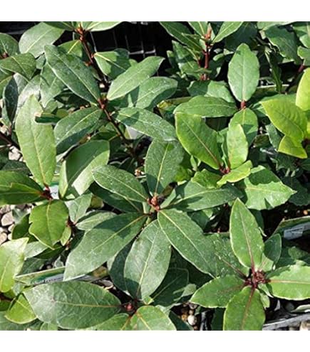 Amazon.co.jp: 月桂樹鉢植えゲッケイジュテラコッタ植えローリエ