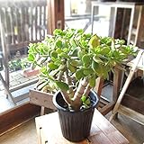 お金のなる木 花月 成金草 5号鉢サイズ 鉢植え 薫る花 庭木 シンボルツリー 常緑樹 小型 ミニ 多肉植物 金のなる木 カネノナルキ カゲツ クラッスラ クラスラ ナリキンソウ ベンケイソウ