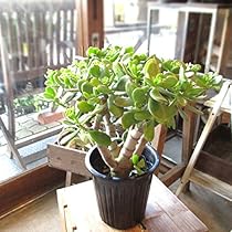 金の成る木 約20年もの 約80cm 土・鉢付き 多肉植物 61ow8iS56SL._AC_UL210_SR210,