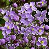 【宿根草】タリクトラム「スプレンダイド」