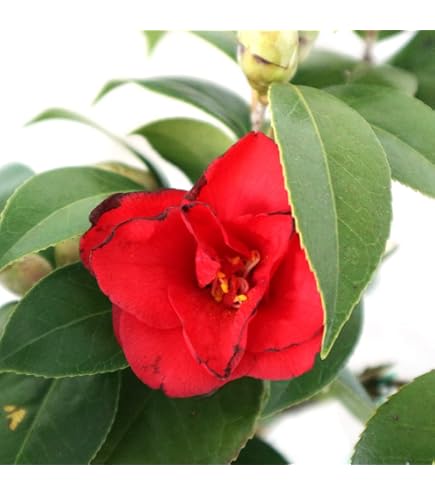 Amazon｜開花苗黒椿 ナイトライダーの大苗一つ｜観葉植物 オンライン通販