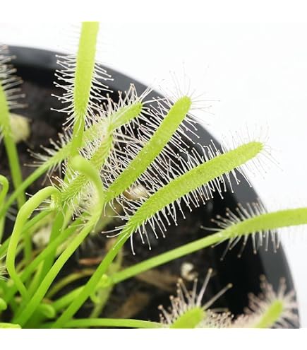 Amazon.co.jp: 【charm】(食虫植物) ウツボカズラ ネペンテス