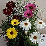 マックスマム4色セット[サントリーの大輪系マーガレット] ノーブランド品