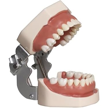 Amazon.co.jp 売れ筋ランキング: 歯科用模型・教材 の中で最も人気の