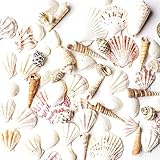 Sea Shells Mixed Beach Seashells - Various Sizes up to 2" Shells -Bag of Approx. 50 SeashellsSea She