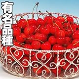 国華園　果樹苗　サクランボ　高砂　1株【※発送が国華園からの場合のみ正規品です】