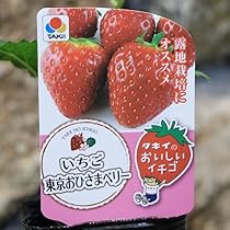 いちご様　おまとめ3点専用ページ いちご様 リクエスト 3点 まとめ商品 かわいやいちご様