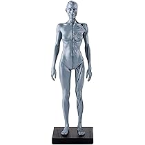 61p1S5W4LHL._AC_UL210_SR210,