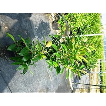 / 樹高0.3m前後 【送料無料】 【20本セット】 10.5cmポット ヒイラギモクセイ /