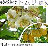 キウイフルーツ トムリ 受粉用 雄木