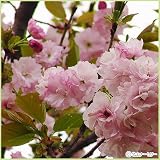 桜(サクラ)苗木 福禄寿(フクロクジュ)