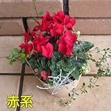 シクラメン 手軽なミックスポット 4号鉢【赤系】 寄せ植えではなく一緒に育ててきた物です 世界に一つだけの花「シクラメン・バージョン」プチギフトにもいいですね