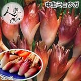 国華園　山菜苗　中生ミョウガ　5株【※発送が国華園からの場合のみ正規品です】