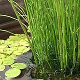 （ビオトープ）水辺植物 ミズトクサ（１ポット）（休眠株） 抽水植物