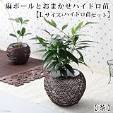(観葉)おまかせハイドロ苗と麻ボールの鉢 茶 Lサイズ苗(1セット) 本州・四国限定[生体]