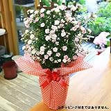 ギフト：つるバラ“舞姫”*