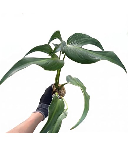 Amazon｜モンステラ バールマルクスフレーム 3.5号 苗 観葉植物 希少