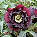 [赤塚植物園の]クリスマスローズ：濃姫（のうひめ）3.5号ポット[倉林交配・メリクロン苗] ノーブランド品