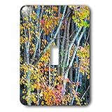 Danita Delimont – 秋 – ノースカロライナ州、Trees In Blue Ridge Parkway – 照明スイッチカバー – シングルトグルスイッチ( LSP _ 231402 