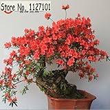 100 Pcs/ bag 22 kinds Azalea Flower Seeds Rhododendron plant, Rare Bonsai DIY Garden Plants, Like Sa
