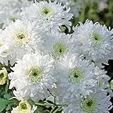 手間なし菊苗:最新種スカビオーネ4号 2ポットセット ノーブランド品