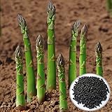 20PCSガーデン野菜アスパラガス・オフィシナリス種子