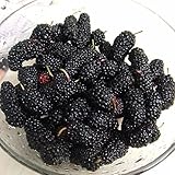 Beho-100 ピース黒桑種クワ ニグラ果樹園ブッシュ種子 DIY ホーム庭園盆栽-ブラック