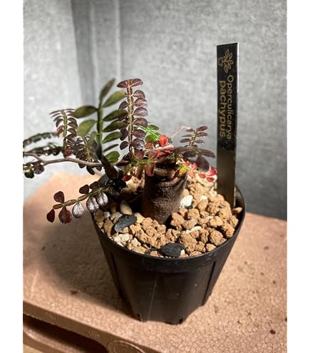 Amazon｜オペルクリカリア パキプス 根挿し株 パワータンク｜観葉植物