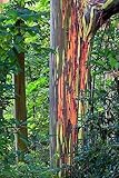 Eucalyptus deglupta - Rainbow Eucalyptus - Mindanao gum - Rainbow gum - 20 seeds