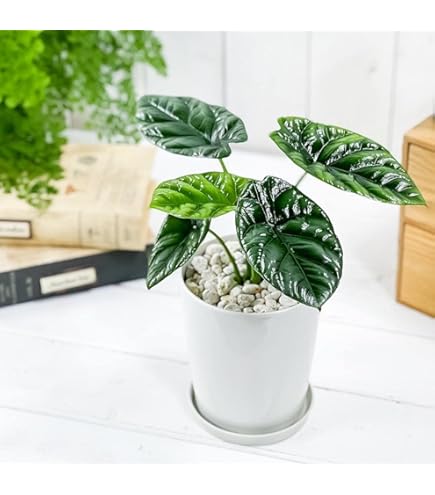 Amazon.co.jp: PLANCHU 観葉植物 アロカシア ドラゴンスケール 4号鉢