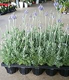 【特選花苗セット販売】レースラベンダー２４ポットセット（３～３．５号） 【まとめ売り】